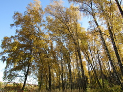 Betula pendula