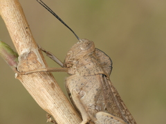 Abisares viridipennis