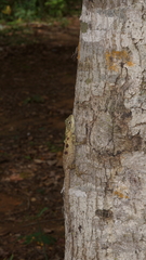 Agamidae