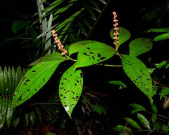 Miconia nervosa