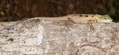 Agamidae