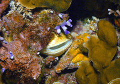 Trapezium oblongum