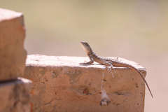 Tropidurus