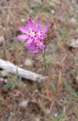 Ixia stricta