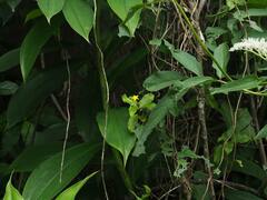 Mussaenda formosanum