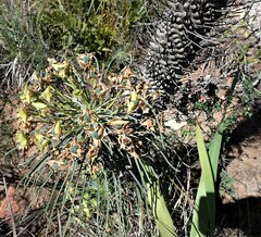 Euphorbia clava