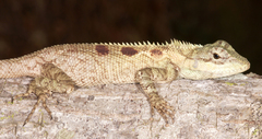Agamidae