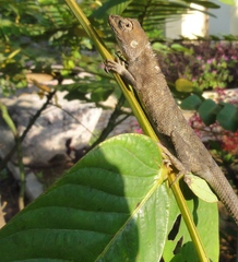 Calotes versicolor