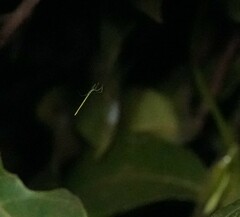 Ariamnes cylindrogaster