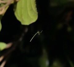 Ariamnes cylindrogaster