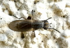 Pherbellia cinerella