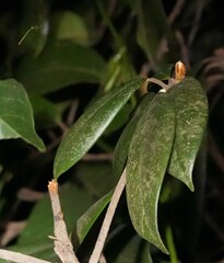 Ariamnes cylindrogaster