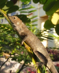 Calotes versicolor