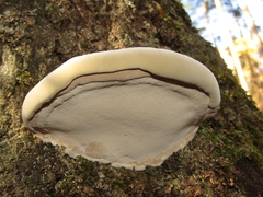 Fomes fomentarius