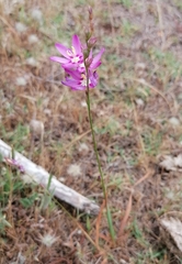 Ixia stricta