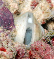 Trapezium oblongum