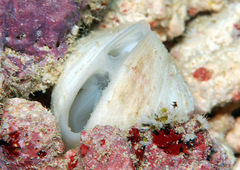 Trapezium oblongum