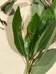 Phyllocnistis hyperpersea