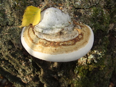 Fomes fomentarius