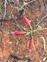 Eremophila glabra