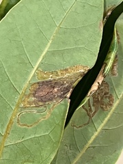 Phyllocnistis hyperpersea