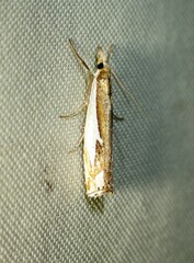 Crambus bidens