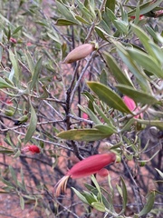 Eremophila glabra