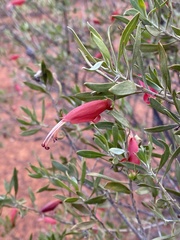 Eremophila glabra