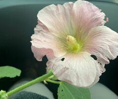 Alcea rosea