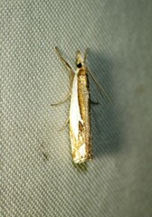 Crambus bidens
