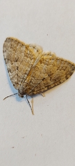 Epirrita dilutata