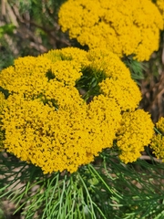 Hymenolepis