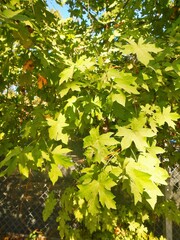 Liquidambar orientalis