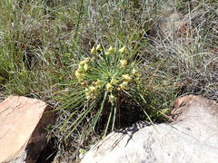 Euphorbia clava