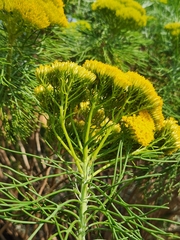 Hymenolepis