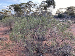 Eremophila glabra