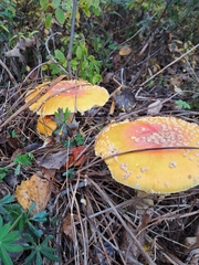 Amanita muscaria