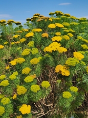 Hymenolepis
