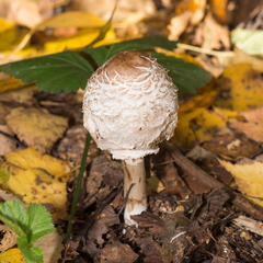 Chlorophyllum rhacodes