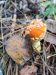 Amanita muscaria
