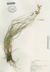 Carex sterilis