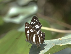 Phaedyma columella singa