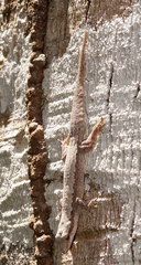 Hemidactylus platyurus