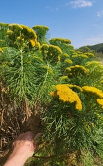 Hymenolepis