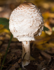 Chlorophyllum rhacodes
