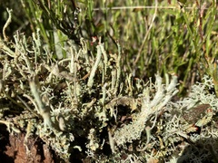 Cladonia floerkeana