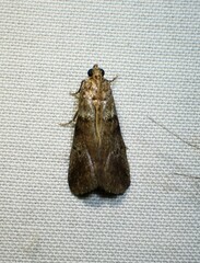 Acrobasis angusella