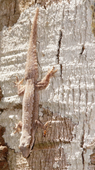 Hemidactylus platyurus