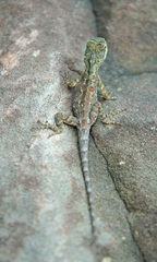 Agamidae