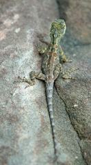 Agamidae